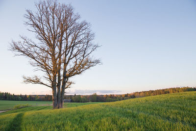 Bare tree on field against clear sky