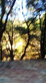 Defocused image of trees against sky in forest