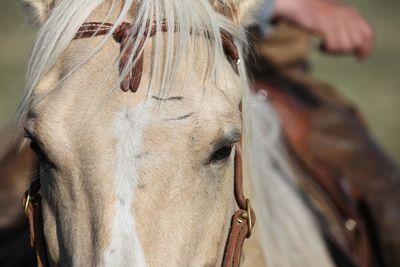 Close-up of horse in ranch