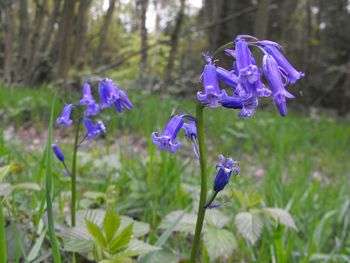 Close-up of purple flowers