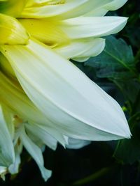 Close-up of white flowers blooming outdoors