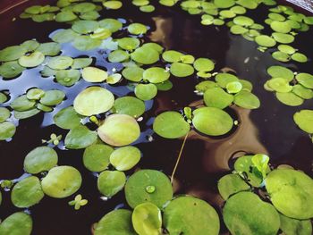 High angle view of lotus leaves floating in pond