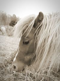 Close-up of a horse in a field