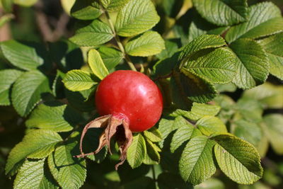 Close-up of strawberry growing on plant