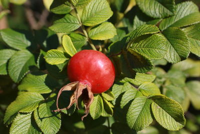 Close-up of red fruit growing in tree