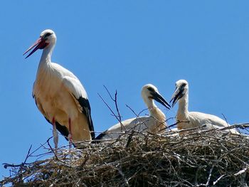 Birds perching on nest