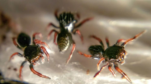 Close-up of jumping spiders on surface