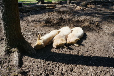 High angle view of animal sleeping on field