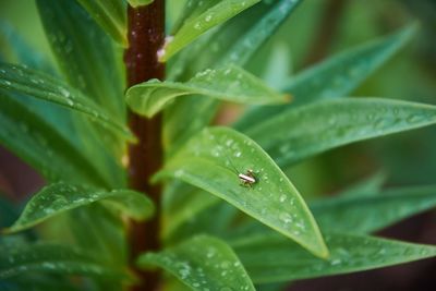 Close-up of raindrops on leaves