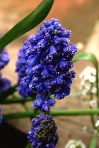 Close-up of purple flowering plant