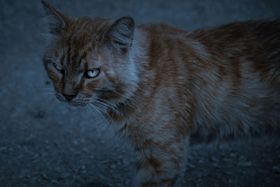 Close-up of a cat looking away