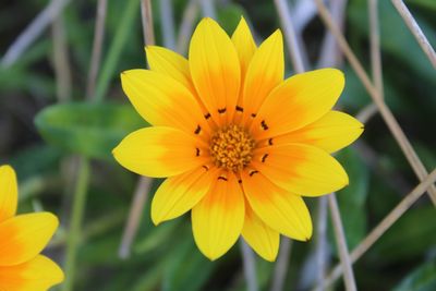 Close-up of yellow flower