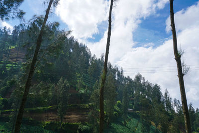 Low angle view of trees against sky