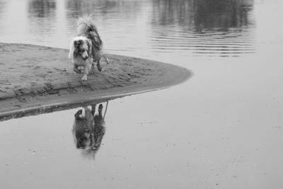 Dog on a lake