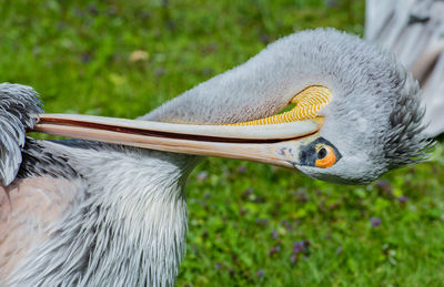 Red-ragged girly cultivates its soft plumage