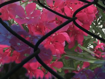 Close-up of pink flowers blooming on tree