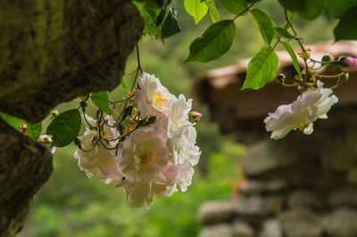 Flowers blooming against house