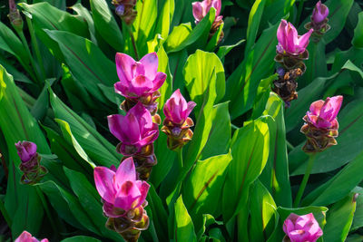 Close-up of pink flowering plants