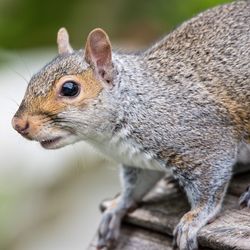 Close-up of squirrel