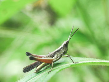 Close-up of insect on leaf