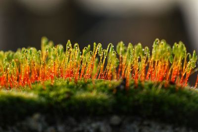 Close-up of plants on field