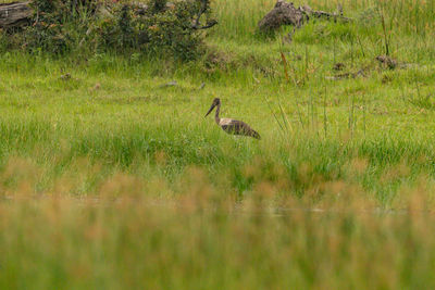 Bird in a field