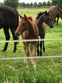 Horses standing on field