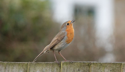 Close-up of bird perching on wood