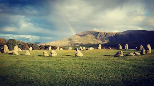 Flock of sheep on grassy field against sky