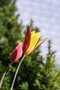 Close-up of flower against sky