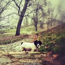 Dog on landscape against trees