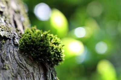 Close-up of moss growing on tree trunk