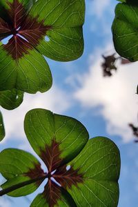 Low angle view of leaves against sky