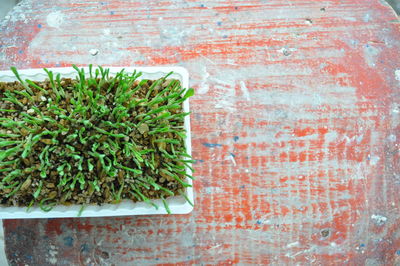 Directly above shot of potted plant against wall