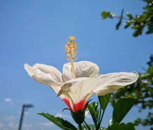 Low angle view of flowering plant against blue sky