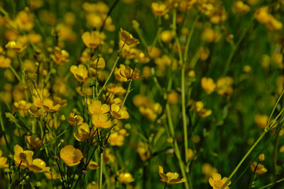 Close-up of yellow flowers blooming outdoors