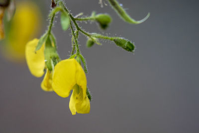 Close-up of yellow flowering plant