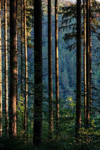 Pine trees in forest