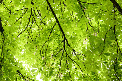 Low angle view of leaves on plant