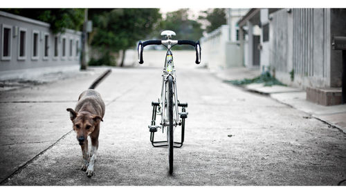 Portrait of a dog walking on road