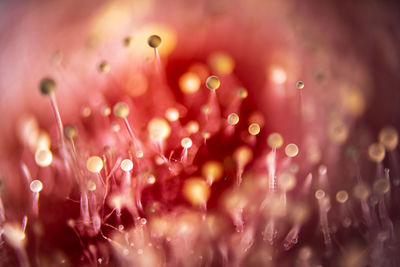 Close-up of wet pink flower