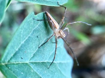 Close-up of insect on leaf