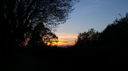 Silhouette of trees at sunset