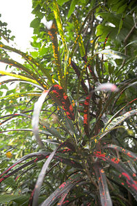 Close-up of fruit growing on tree