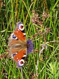 Butterfly on flower