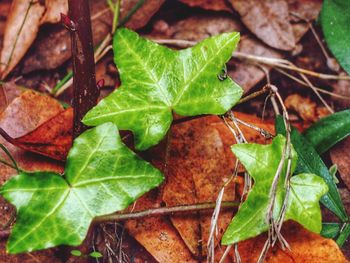 Close-up of maple leaves on plant