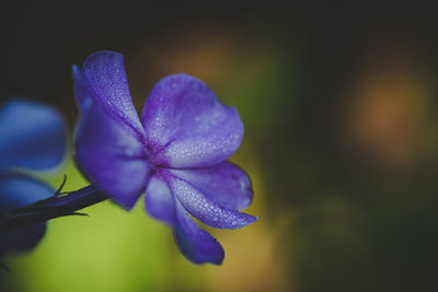 Close-up of purple flowering plant