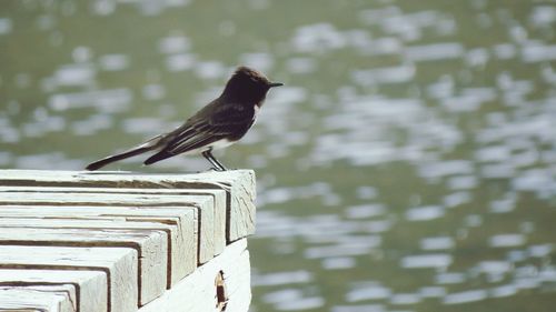 Bird perching on water