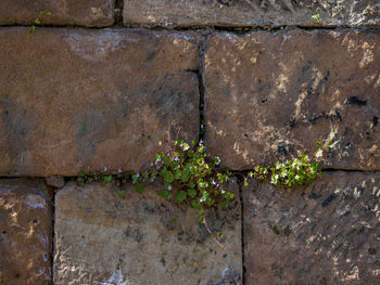 Full frame shot of weathered wall