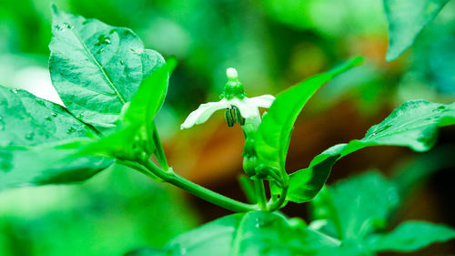 Close-up of green leaves